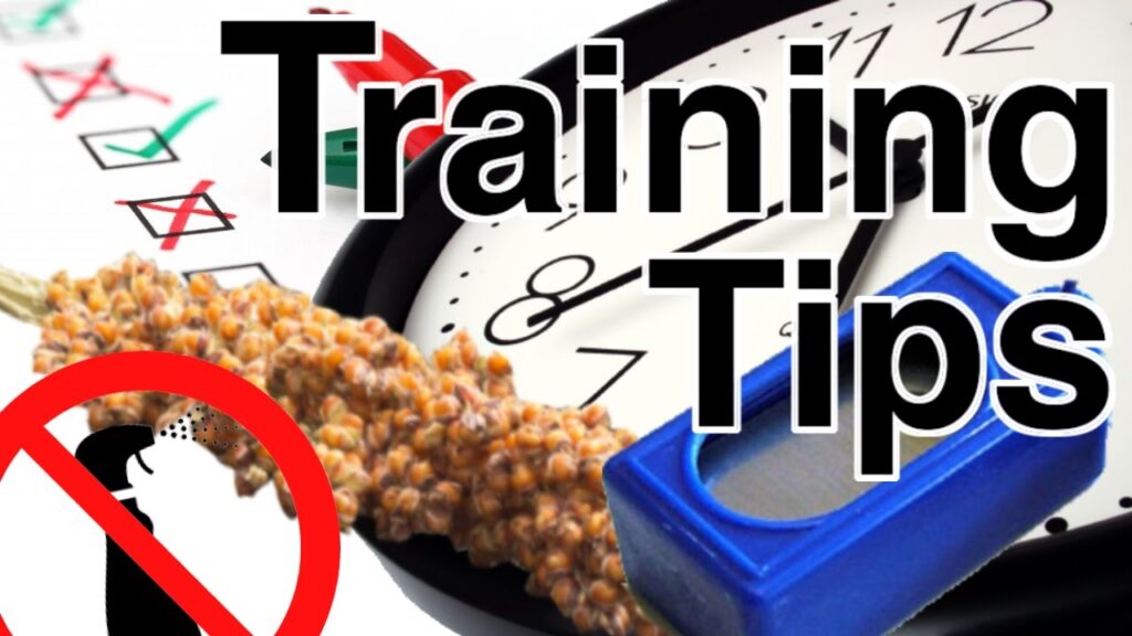 Image showcasing Training you parrotlet - Aussie Parrotlets