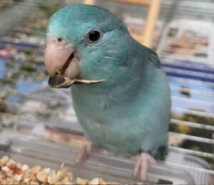The Parrotlet diet - overview - Aussie Parrotlets