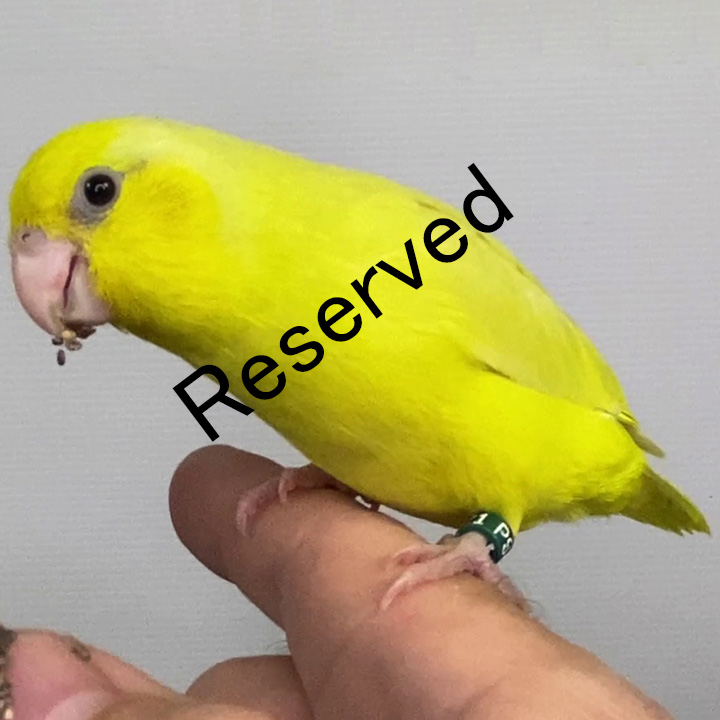 PSAM121 - reserved