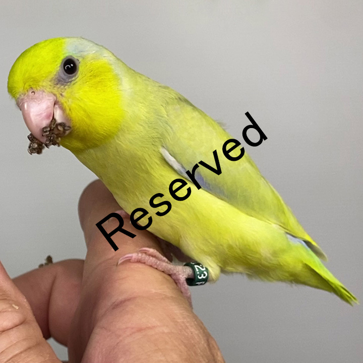 PSAM123 - reserved