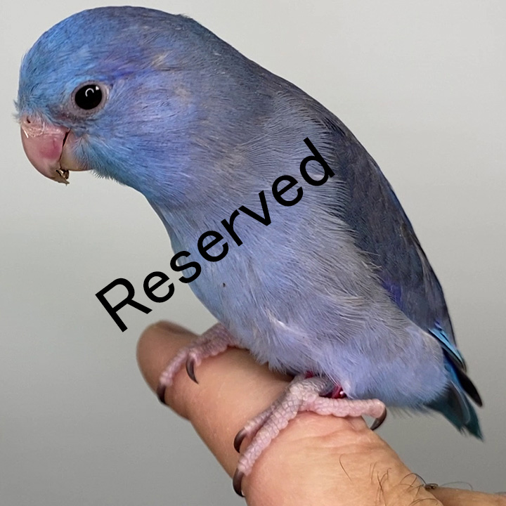 PSAM538 - reserved