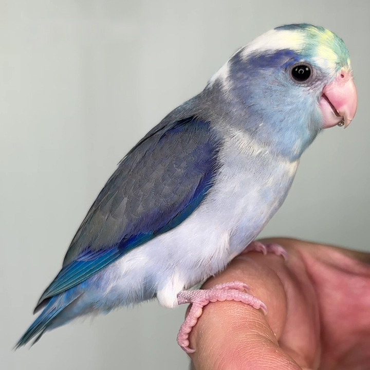 Turquoise cobalt pied male