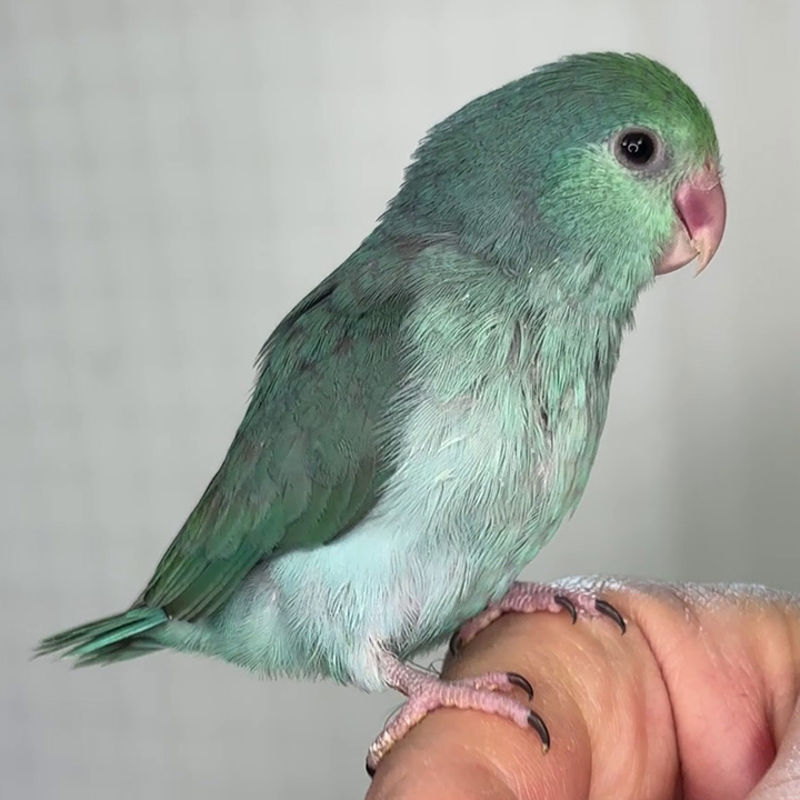 turquoise female