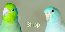 Front-page-Shop-link-v2