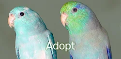 Front-page-adopt-link-v2